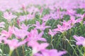 Zephyranthes grandiflora pink flowers in garden Royalty Free Stock Photo