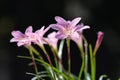 Zephyranthes