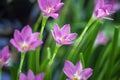 Rain lily flowers/ Zephyranthes grandiflora Royalty Free Stock Photo