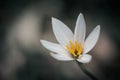 Zephyranthes grandiflora