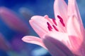 Zephyranthes lily flower. Common names for species in this genus include fairy lily, rainflower, zephyr lily, magic lily Royalty Free Stock Photo