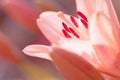 Zephyranthes lily flower. Common names for species in this genus include fairy lily, rainflower, zephyr lily, magic lily Royalty Free Stock Photo