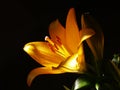 Zephyranthes lily flower. Common names for species in this genus include fairy , rainflower, zephyr , magic , Atamasco , madonna Royalty Free Stock Photo