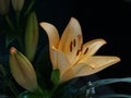 Zephyranthes lily flower. Common names for species in this genus include fairy , rainflower, zephyr , magic , Atamasco , madonna Royalty Free Stock Photo