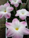 Zephyranthes 'lily pies'