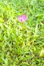 Zephyranthes Lily, Rain Lily, Fairy Lily, Little Witch after the rain grows among the grass. Royalty Free Stock Photo