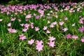 Zephyranthes Lily or Rain Lily