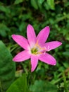 Zephyranthes Minuta, Charming Rain Lilies