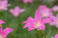 Zephyranthes minuta