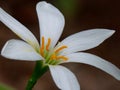 Zephyranthes minuta