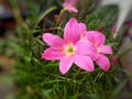 Zephyranthes minuta,lotus