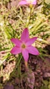 Zephyranthes minuta