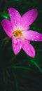 Zephyranthes minuta(Rainy lily)