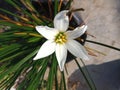 Zephyranthes minuta