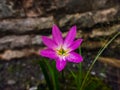 Zephyranthes minuta