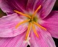 Zephyranthes rosea in the back garden