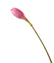 Zephyranthes rosea Royalty Free Stock Photo