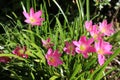 Pink rain lily (Zephyranthes rosea) flowers with leaves around