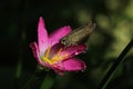 Brown skipper butterfly perched on a pink rain lily (Zephyranthes rosea) flower