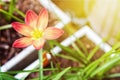 Zephyranthes Rosea flower