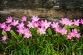 Zephyranthes rosea Lindl flowers