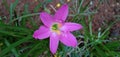 Zephyranthes rosea pink garden flower and green leaf