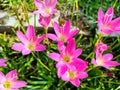 Zephyranthes rosea or pink rain lily