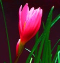 Zephyranthes rosea rosy rain lily rose fairy lily