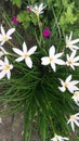 Zephyranthes rosea rosy rain white lily