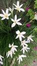 Zephyranthes rosea rosy rain white lily