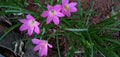 Zephyranthes rosea & Lily rain rosea& Garden flower beautiful amazing Royalty Free Stock Photo