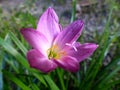 Zephyranthes spp. Royalty Free Stock Photo