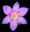 Zephyranthes spp. isolated