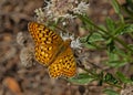 Zerene Fritillary butterfly (Speyeria zerene)