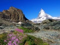 Zermatt Switzerland, green car-free city Matterhorn view flower and moon