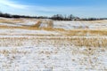 Zero tillage field in winter season