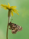 Zerynthia Polyxena butterfly summer morning in the meadow on a dandelion flower Royalty Free Stock Photo