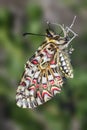 Zerynthia rumina butterfly, from the family Papilionidae Royalty Free Stock Photo