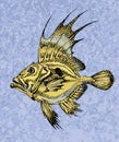 Zeus faber. saint pierre fish on a blue backgroung Royalty Free Stock Photo