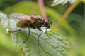 ZFly on a leaf Royalty Free Stock Photo