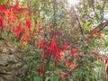 :Red ribbon with writing Wish hang the Tree in Red ribbon Forest on tianmen mountain at zhangjiajie city china