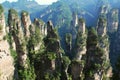 Zhangjiajie reserve