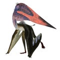 Zhejiangopterus Pterosaur Walking