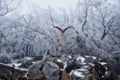 Eagle statue decoration in Zheleznovodsk city park Royalty Free Stock Photo