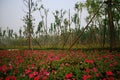 Green Expo Garden in Zhengzhou