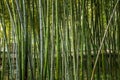 Zhenjiang Jiao Mountain Dinghui Temple Bamboo Forest