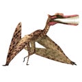 Zhenyuanopterus Pterosaur Walking