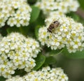 ZhenZhuHua white flowers