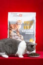britishshort hair cat and pack of Cheer Share cat food