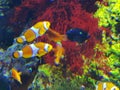 Zhuhai Hengqin Chimelong Marine Science Park Aquarium Clownfish Orange Strip Clown Fish Tank Royalty Free Stock Photo